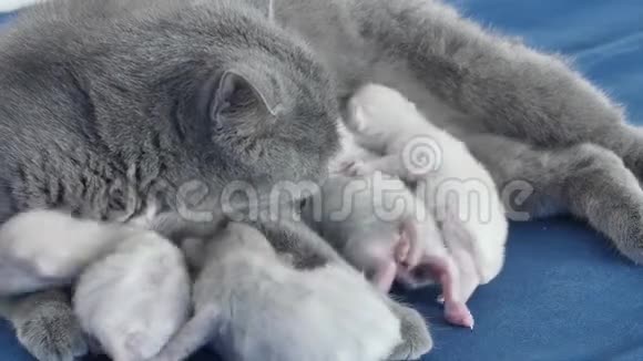 新出生的小猫为妈妈牛奶而战视频的预览图