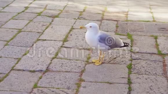 海鸥在威尼斯铺路石上视频的预览图