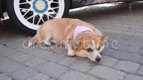 悲伤可爱的情感狗科吉的肖像体贴地躺在靠近汽车的地板上视频的预览图