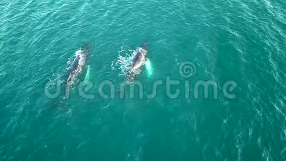 座头鲸从气孔喷出水的空中无人机景一家鲸鱼在蓝色游泳时视频的预览图