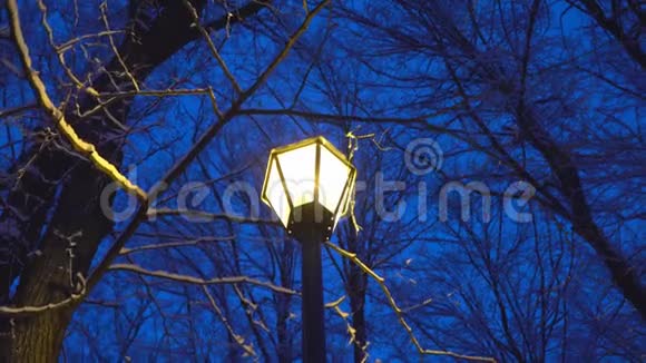 冬天公园里的路灯在结冰的树枝和降雪的背景下视频的预览图