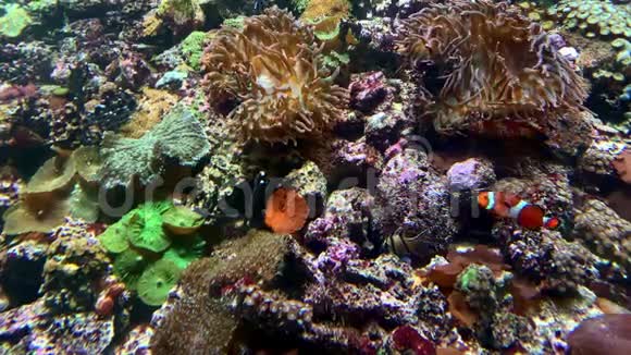 水下世界五颜六色的珊瑚礁鱼海葵和小丑鱼漂浮在海洋水族馆里视频的预览图
