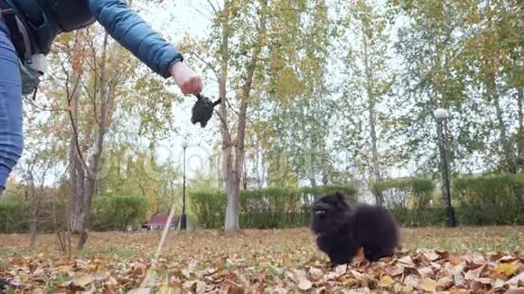 可爱的黑色波美拉尼亚斯皮茨在秋天公园玩玩具视频的预览图