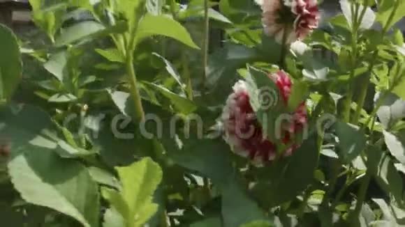 鲜花和温室视频的预览图