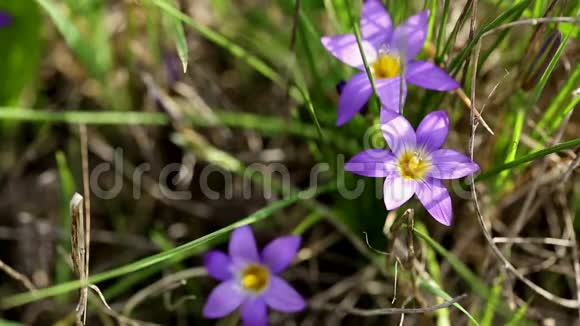 大自然中的紫菊野花视频的预览图