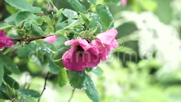 在夏天的城市公园里用一朵玫瑰的粉红色花把大黄蜂收起来库存录像野生的自然背景视频的预览图