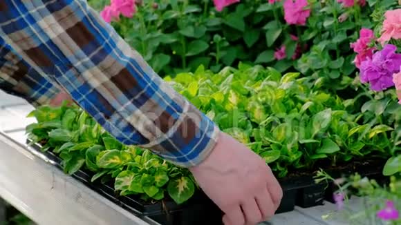 一个人拿着绿色植物和鲜花的盒子花店批发植物植物的工业栽培视频的预览图