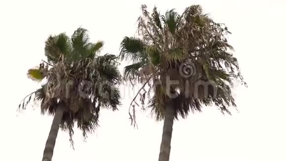 古老干燥的棕榈树在大风中摇曳令人失望从下面看视频的预览图