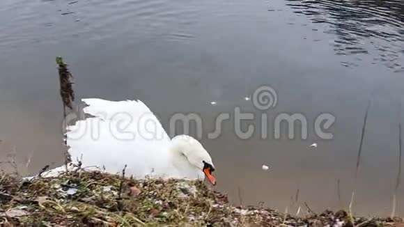 冬天池塘里美丽的白天鹅视频的预览图