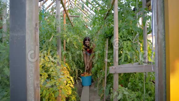 农民在温室里收获成熟的大桶番茄视频的预览图