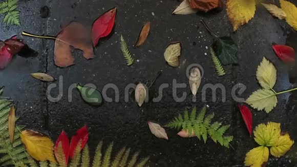 秋天的雨落在五颜六色的树叶上天气概念2视频的预览图
