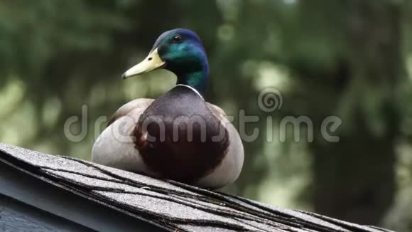 邮件鸭子坐在霍姆的屋顶上视频的预览图