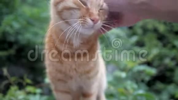 可爱的红猫被主人拥抱时感到轻松愉悦和快乐视频的预览图