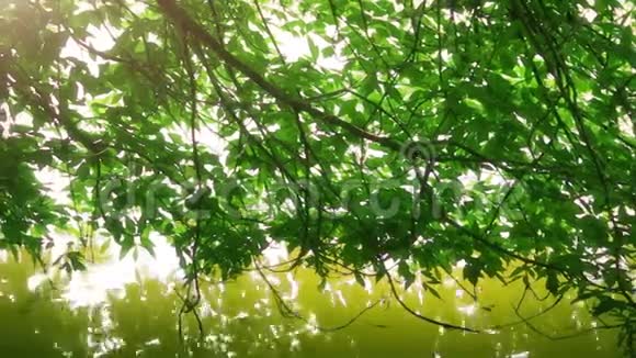 阳光下的绿叶和水视频的预览图