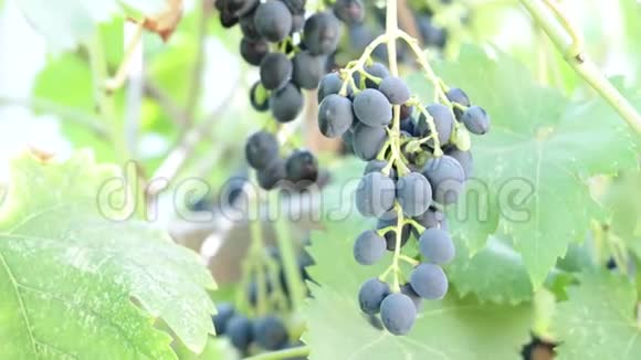 葡萄藤上的黑葡萄包明亮模糊的背景葡萄藤上的一束葡萄视频的预览图