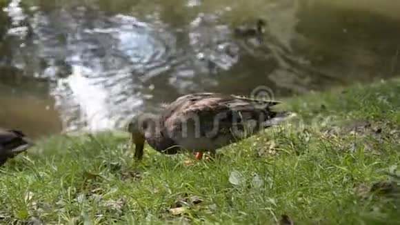 城市池塘的背景是鸭子视频的预览图