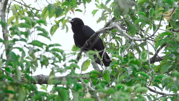 一棵树上的亚洲考拉视频的预览图