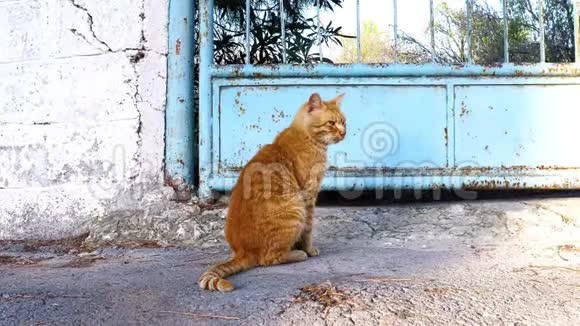姜猫害怕什么东西就跑了视频的预览图