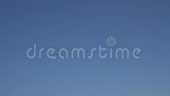 海鸥飞过天空自由概念视频的预览图