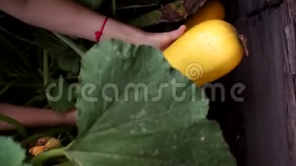 收获南瓜女人收集蔬菜视频的预览图