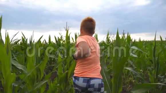快乐的小红发男孩穿过玉米地转向相机微笑可爱的小孩玩得开心视频的预览图