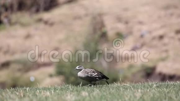 草地上的蓝翅鹅视频的预览图