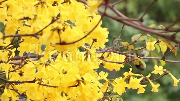 雄黄橄榄背太阳鸟从金黄的花朵中喝花蜜在春天盛开视频的预览图