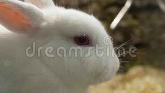 近距离观看白兔吃草视频的预览图
