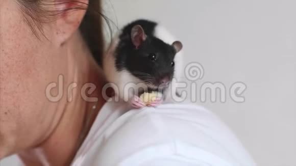 可爱的宠物老鼠正在吃一块食物坐在女人肩膀上视频的预览图