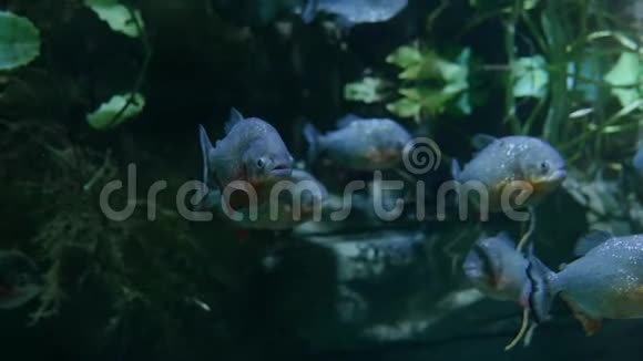 水族馆鱼在镜头前摆姿势它的鳞片上有发光的斑点视频的预览图