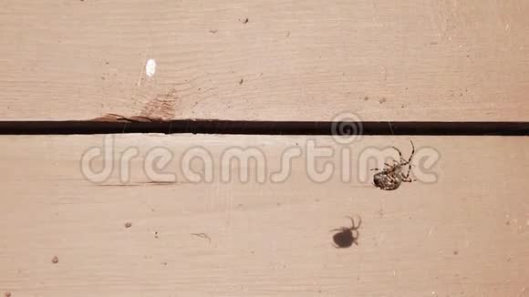 古老的原木包裹着蜘蛛的木质纹理视频的预览图
