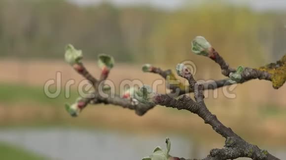 春天的苹果芽视频的预览图