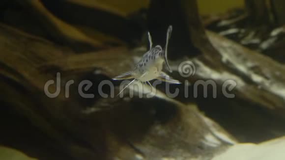 水族馆石底浅沙小斑点鲶鱼在镜头前摆姿势视频的预览图