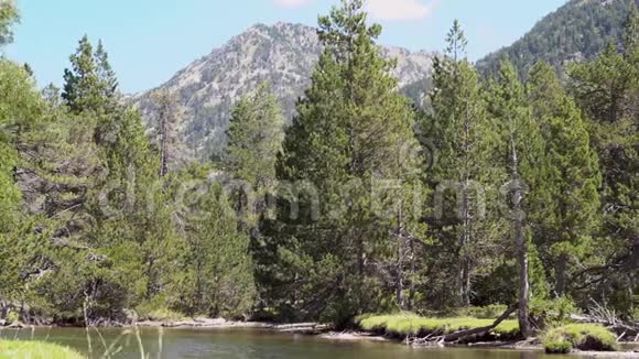 山河清澈见底松树生长在河岸上视频的预览图