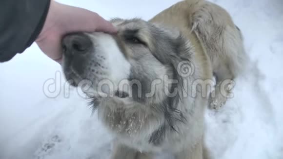 手抚摸一只狗视频的预览图