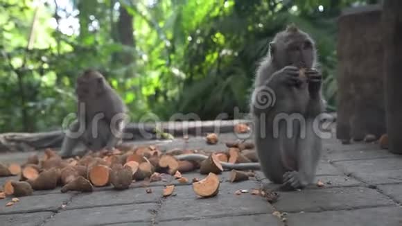 两只小猴子在巴厘岛乌布的猴子森林里吃红薯视频的预览图
