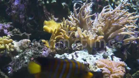 特写镜头鸽子珊瑚生长一条蓝色的小鱼在游泳视频的预览图