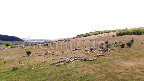 一群羊在草地上吃草的空中全景一群鸟在天空中飞翔罗马尼亚特兰西瓦尼亚视频的预览图