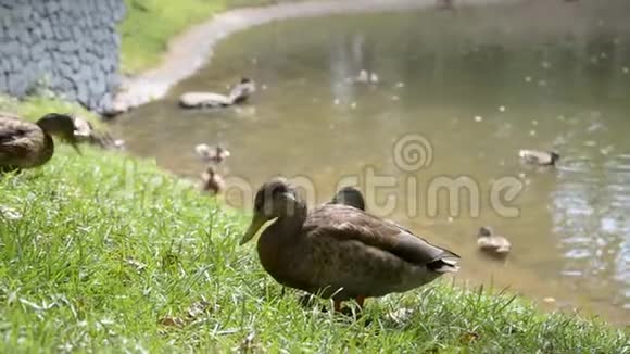 城市池塘的背景是鸭子视频的预览图