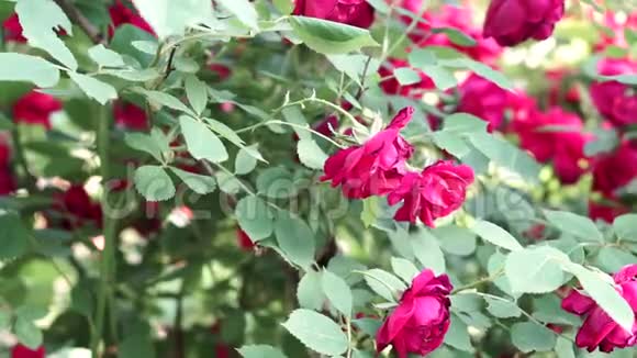 红玫瑰盛开的紫红的花朵种花视频的预览图