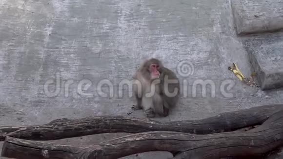 动物园里的猴子视频的预览图