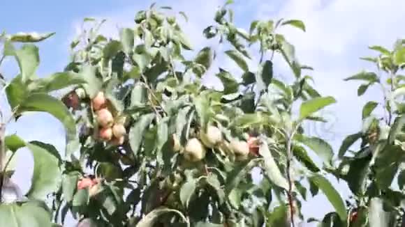 花园里树枝上的苹果苹果树红色有机水果在夏末运动视频视频的预览图