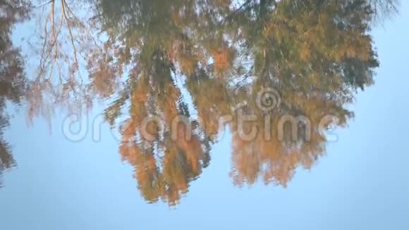 树木五颜六色的叶子和天空反射在水中闭合视频的预览图