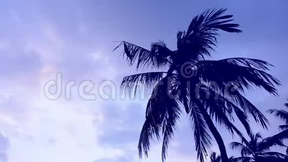 棕榈树的枝条在蓝天上摆动颜色的2020年视频的预览图