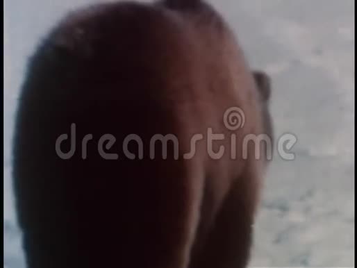灰熊在雪地里行走视频的预览图