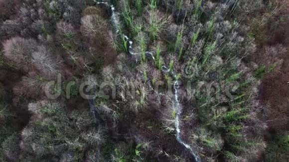 从瑞士茂密的混合森林中俯瞰河流库存录像树顶和树顶的俯视图视频的预览图