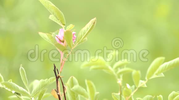 一朵娇艳的粉红色花朵盛开在春天的森林里背景上有模糊的绿草股票视频的预览图