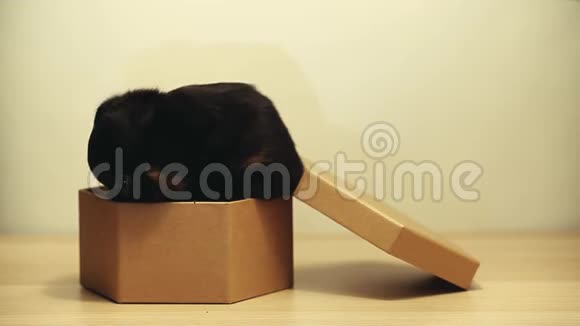 小狗肖像纸盒高清镜头视频的预览图