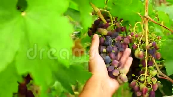葡萄丰收的农夫他的手在葡萄园里视频的预览图