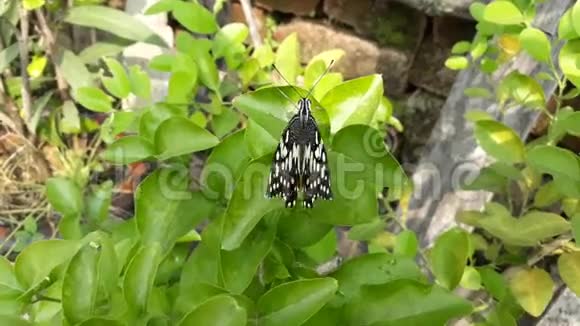 这是一只扑扑的翅膀蝴蝶坐在灌木丛中的镜头视频的预览图